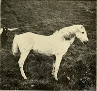 An illustration from Ireland: industrial and agricultural (1902)