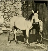 An illustration from Ireland: industrial and agricultural (1902)