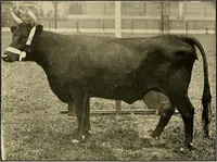 An illustration from Ireland: industrial and agricultural (1902)