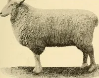 An illustration from Ireland: industrial and agricultural (1902)