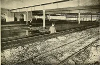 An illustration from Ireland: industrial and agricultural (1902)