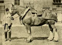 An illustration from Ireland: industrial and agricultural (1902)