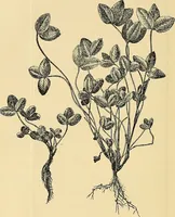 An illustration from Ireland: industrial and agricultural (1902)