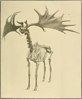 An illustration from Ireland: industrial and agricultural (1902)