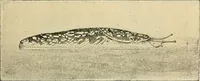 An illustration from Ireland: industrial and agricultural (1902)