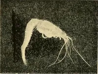 An illustration from Ireland: industrial and agricultural (1902)