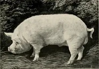 Picture 45 of 163 from Ireland; industrial and agricultural (1902), leaf 302