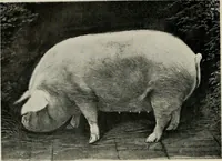 An illustration from Ireland; industrial and agricultural (1902)