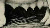Picture 48 of 163 from Ireland; industrial and agricultural (1902), leaf 303