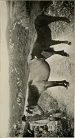 An illustration from Ireland; industrial and agricultural (1902)