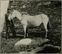 Picture 80 of 163 from Ireland; industrial and agricultural (1902), leaf 427