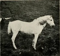 An illustration from Ireland; industrial and agricultural (1902)