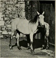 An illustration from Ireland; industrial and agricultural (1902)