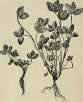 Picture 18 of 163 from Ireland; industrial and agricultural (1902), leaf 63