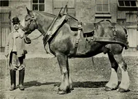 An illustration from Ireland; industrial and agricultural (1902)