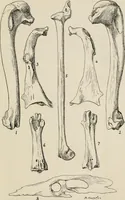 Picture 20 of 163 from Ireland; industrial and agricultural (1902), leaf 88