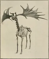An illustration from Ireland; industrial and agricultural (1902)