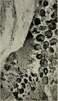 An illustration from Ireland; industrial and agricultural (1902)