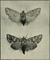 An illustration from Ireland; industrial and agricultural (1902)
