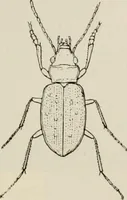 An illustration from Ireland; industrial and agricultural (1902)