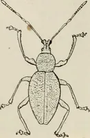 Picture 25 of 163 from Ireland; industrial and agricultural (1902), leaf 94