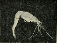 An illustration from Ireland; industrial and agricultural (1902)