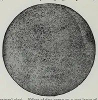 An illustration from Iron corrosion : anti-fouling and anti-corrosive paints (1900)