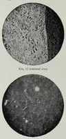 An illustration from Iron corrosion : anti-fouling and anti-corrosive paints (1900)