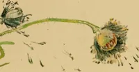 An illustration from An island garden (1894)