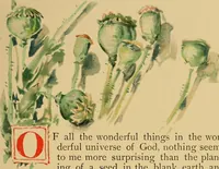 An illustration from An island garden (1894)