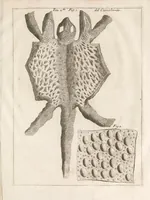 An illustration from Istoria del camaleonte affricano, e di varj animali d'Italia (1715)