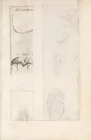 Picture 3 of 6 from Istoria del camaleonte affricano, e di varj animali d'Italia (1715), leaf 185