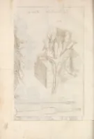 An illustration from Istoria del camaleonte affricano, e di varj animali d'Italia (1715)