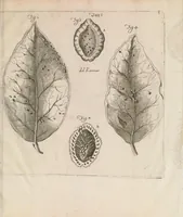 An illustration from Istoria del camaleonte affricano, e di varj animali d'Italia (1715)