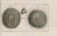 An illustration from Istoria del camaleonte affricano, e di varj animali d'Italia (1715)