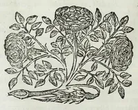 Picture 24 of 49 from Istoria genealogica delle famiglie nobili toscane et umbre (1668), leaf 574