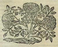 Picture 29 of 49 from Istoria genealogica delle famiglie nobili toscane et umbre (1668), leaf 675
