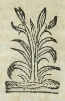 Picture 31 of 49 from Istoria genealogica delle famiglie nobili toscane et umbre (1668), leaf 708