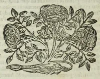 Picture 49 of 89 from Istoria genealogica delle famiglie nobili toscane et umbre (1668), leaf 82