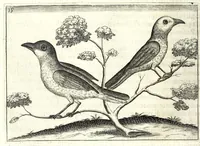 Picture 14 of 50 from Istorica descrizione de' tre' regni Congo, Matamba et Angola : situati nell'Etiopia inferiore occidentale e delle missioni apostoliche esercitateui da religiosi Capuccini (1687), leaf 100