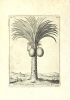 An illustration from Istorica descrizione de' tre' regni Congo, Matamba et Angola : situati nell'Etiopia inferiore occidentale e delle missioni apostoliche esercitateui da religiosi Capuccini (1687)