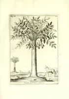 An illustration from Istorica descrizione de' tre' regni Congo, Matamba et Angola : situati nell'Etiopia inferiore occidentale e delle missioni apostoliche esercitateui da religiosi Capuccini (1687)