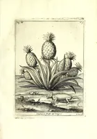 An illustration from Istorica descrizione de' tre' regni Congo, Matamba et Angola : situati nell'Etiopia inferiore occidentale e delle missioni apostoliche esercitateui da religiosi Capuccini (1687)