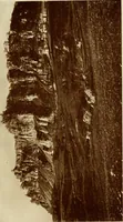 An illustration from Italian castles and country seats (1911)