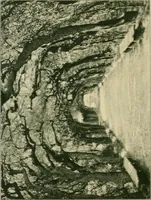 An illustration from Italian villas and their gardens (1904)
