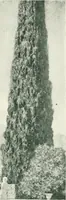 An illustration from Italian villas and their gardens; (1905)