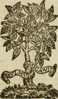 An illustration from Itinerario, o vero noua descrittione de' viaggi principali d'Italia, nella quale si hà piena notitia di tutte le cose più notabili, & degne d'ester vedute (1669)