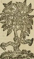 An illustration from Itinerario, o vero noua descrittione de' viaggi principali d'Italia, nella quale si hà piena notitia di tutte le cose più notabili, & degne d'ester vedute (1669)