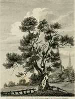 An illustration from The antiquarian itinerary, comprising specimens of architecture, monastic, castellated, and domestic; with other vestiges of antiquity in Great Britain. Accompanied with descriptions (1815)