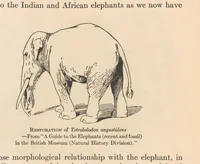 An illustration from Ivory and the elephant in art, in archaeology, and in science (1916)